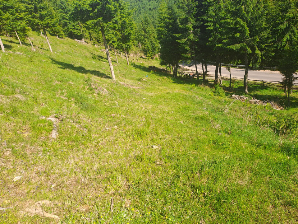 Teren Intravilan 1000mp | Drum ASFALTAT | MAGURI | PANORAMA