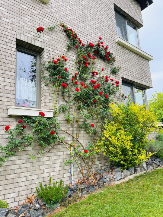 Casa individuala l la cheie l 177 mp utili l 535 mp teren 